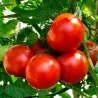 Sementes de tomate Kecskeméti 3 F1
