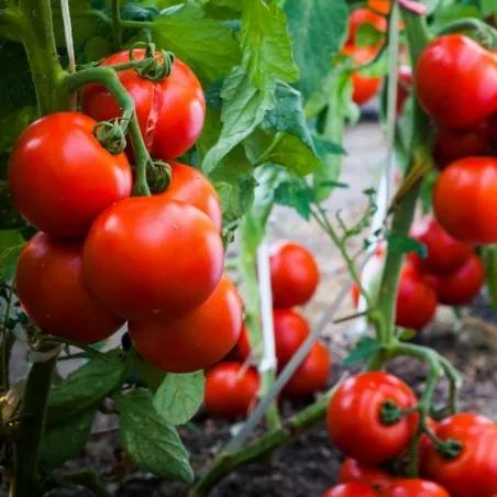 Graines de tomate Kecskeméti 3 F1