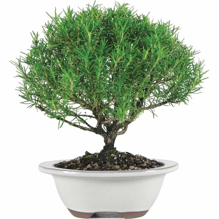 Rosemary Seeds (Rosmarinus officinalis) - 293.223938