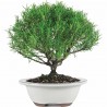 Graines Romarin ou Romarin officinal