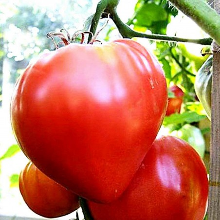 Price: €1.75 - Graines de tomate Coeur de Bœuf Hongrois -