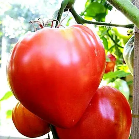 Sementes de tomate Coração De Boi Húngaro