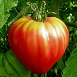 Price: €1.75 - Ungarische rosa Ochsenherz Tomatensamen - 