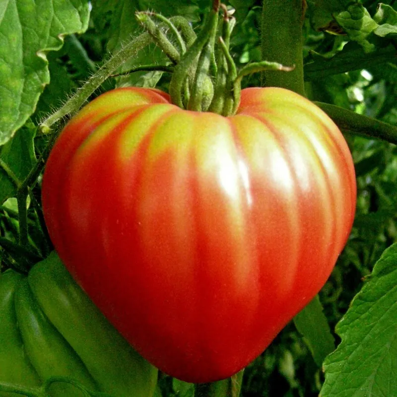 Sementes de tomate Coração De Boi Húngaro