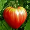 Semillas de tomate corazón de buey húngaro