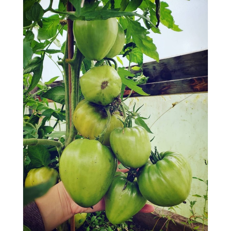 Price: €1.75 - Seme Madjarskog paradajza volovsko srce - 