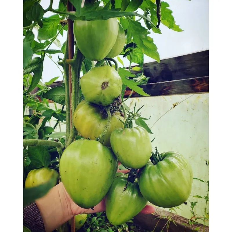Semillas de tomate corazón de buey húngaro