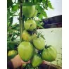 Semillas de tomate corazón de buey húngaro