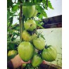 Price: €1.75 - Tomatfrön ungerska oxhjärta - 
