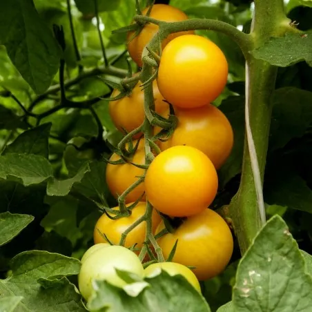 Romus tomatenzaad