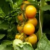 Romus tomatenzaad