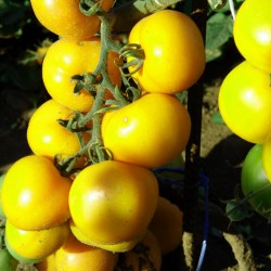 Price: €1.75 - Romus الطماطم بذور - 