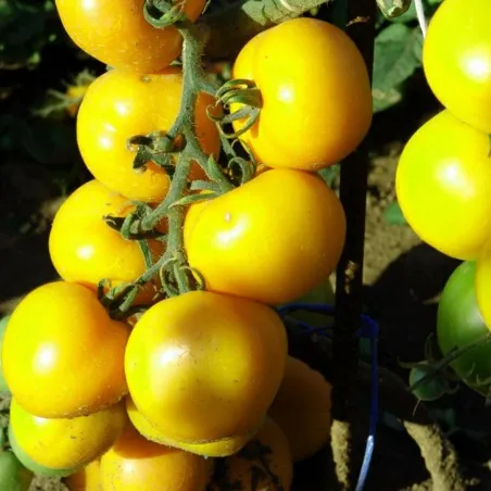 Romus tomatenzaad