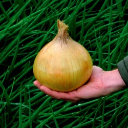 Sementes de cebola gigante...