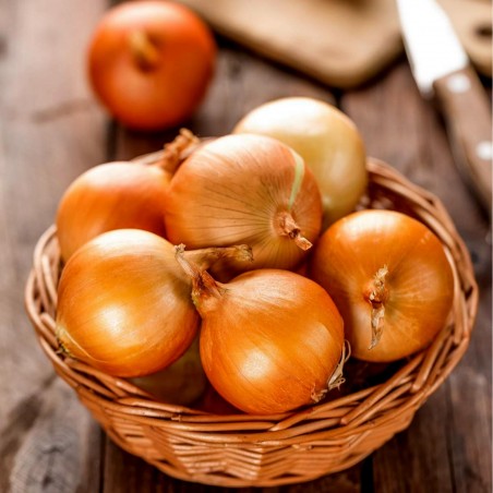 Price: €1.95 - جالوت بذور البصل العملاق - 