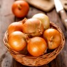Price: €1.95 - جالوت بذور البصل العملاق - 