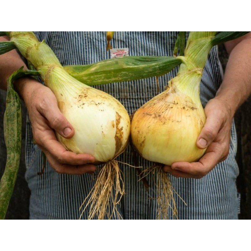 Price: €1.95 - جالوت بذور البصل العملاق - 