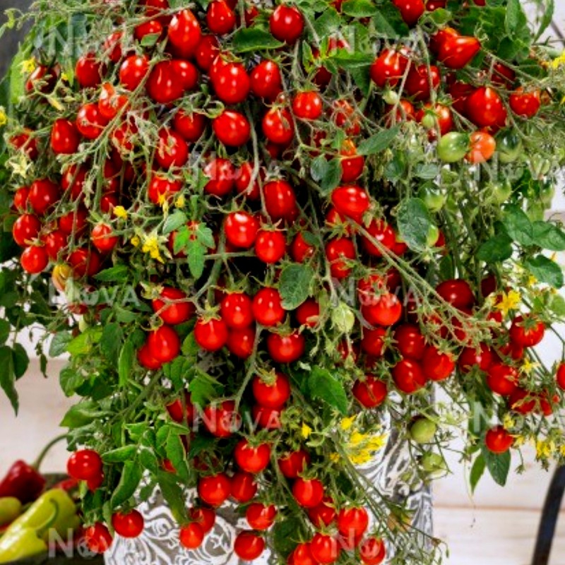 Price: €1.55 - Semillas De Tomate Radana - 