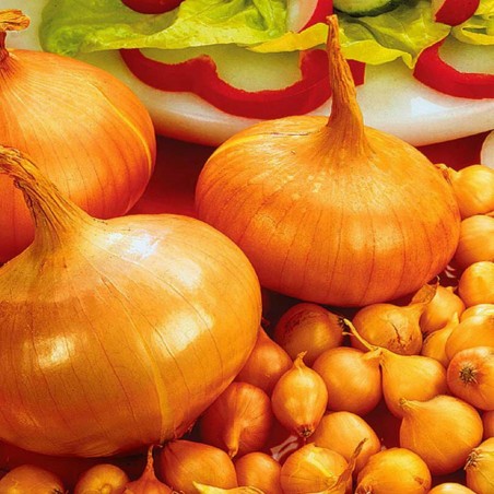 Price: €2.25 - Lökfrön Stuttgarter Reisen - 