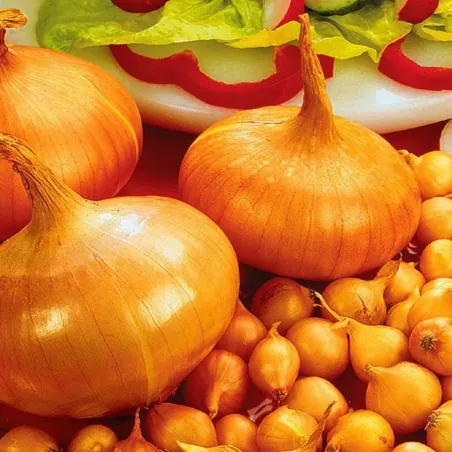 Sementes de Cebola Stuttgarter Reisen
