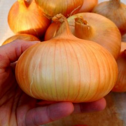 Price: €2.25 - بذور البصل شتوتجارت ريزن - 