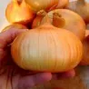 Stuttgarter Reisen Onion Seeds
