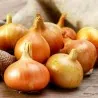 Stuttgarter Reisen Onion Seeds
