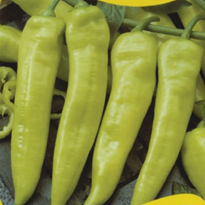 Graines de piment fort Rekord