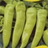 Graines de piment fort Rekord