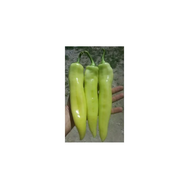 Rekord Hot Pepper Seeds