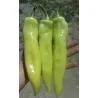 Graines de piment fort Rekord