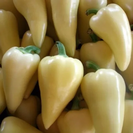 Semi di peperoncino Javitott Bogyiszloi