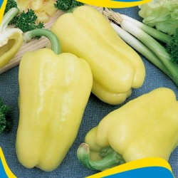 Price: €1.35 - Semi di peperone Sciamano - Unbranded