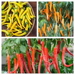 Price: €1.55 - بذور الفلفل الحار المجرية مختلطة الألوان - 