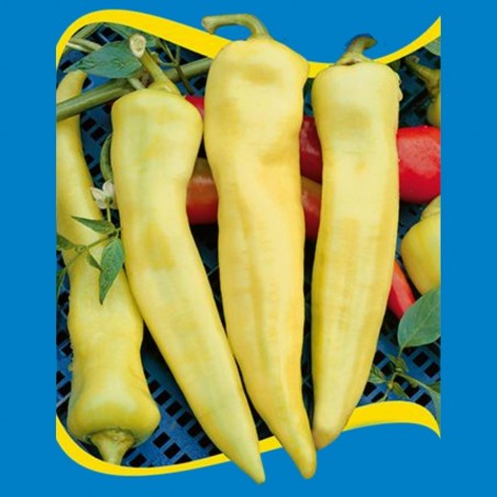 Price: €2.15 - Graines de poivron doux Feher Kos -
