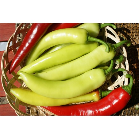 Price: €2.15 - Semillas de pimiento dulce Feher Kos - 
