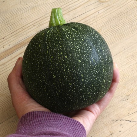 Price: €2.15 - Graines de courgette Tondo di Piacenza -