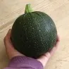 Semi di zucchine Tondo di Piacenza