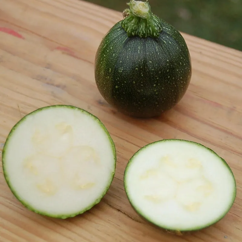 Semi di zucchine Tondo di Piacenza