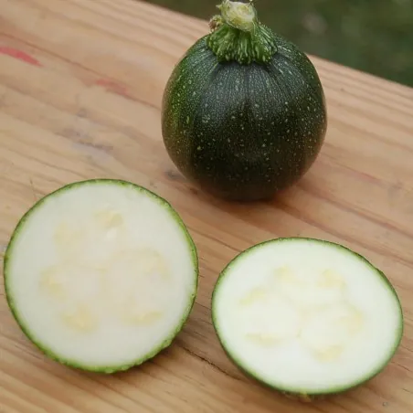 Semi di zucchine Tondo di Piacenza