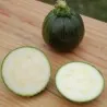 Semi di zucchine Tondo di Piacenza