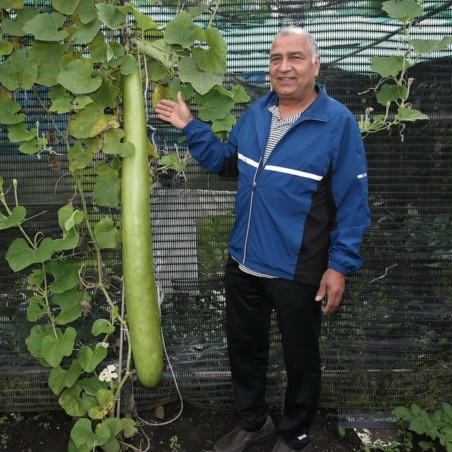 Semillas de calabaza de botella larga