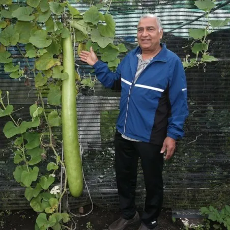 Semillas de calabaza de botella larga