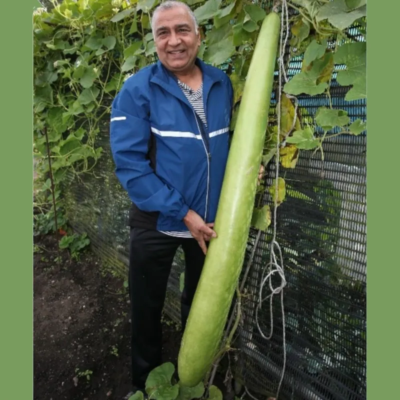 Semillas de calabaza de botella larga