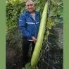 Langer Flaschenkürbis Samen