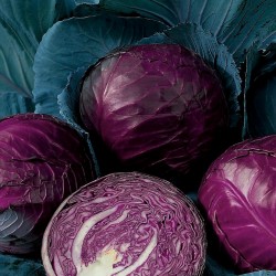Price: €1.25 - بذور الكرنب الأحمر روفوس - 