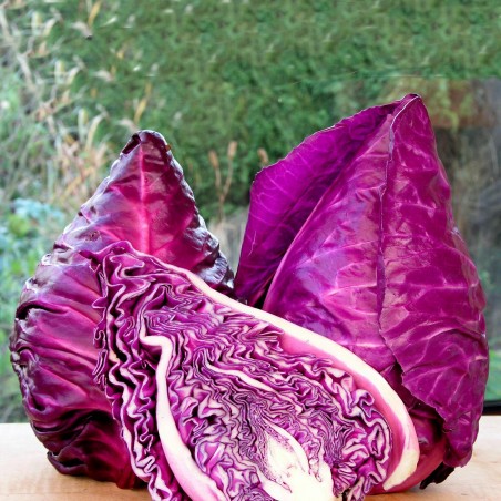 Price: €1.75 - Semi di cavolo rosso Kalibos - 
