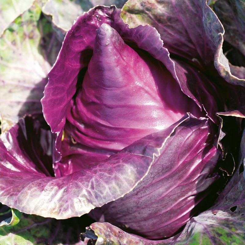 Price: €1.75 - Sementes de repolho roxo Kalibos - 