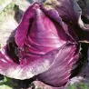 Graines de chou rouge Kalibos