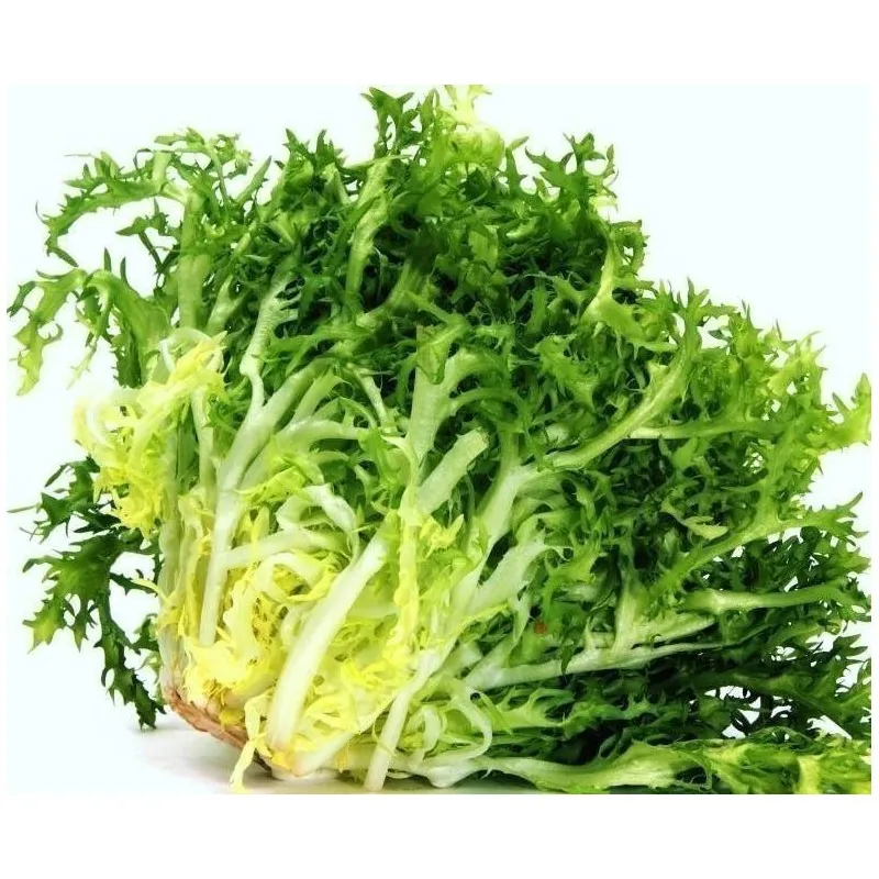 Endive 'De Ruffec' Salad Seeds